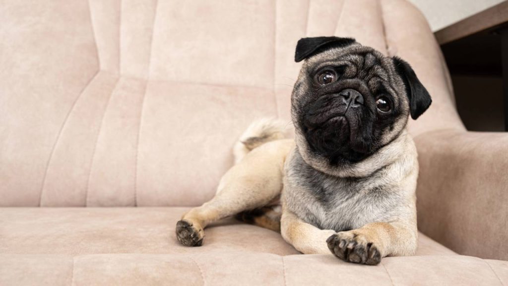 O que seu cão quer dizer quando inclina a cabeça? A resposta vai além do que você imagina