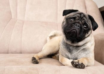 A reação que parece fofa, mas revela a inteligência emocional do seu cão