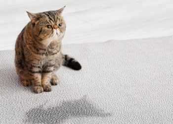 Truques para tirar cheiro de urina de gato de qualquer lugar!