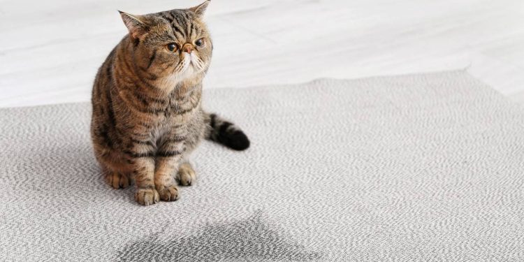 Truques para tirar cheiro de urina de gato de qualquer lugar!