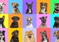 Qual animal te representa segundo a sua data de nascimento?