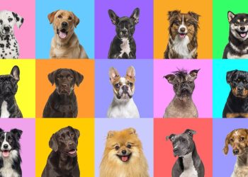 Qual animal te representa segundo a sua data de nascimento?