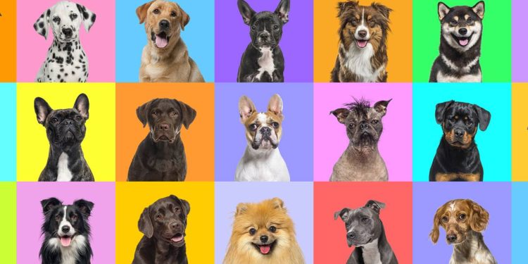 Qual animal te representa segundo a sua data de nascimento?