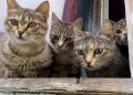 O que significa quando uma pessoa tem muitos gatos em casa, segundo a ciência?