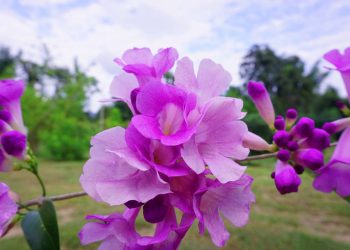 A planta trepadeira que protege, perfuma e é fácil de cultivar