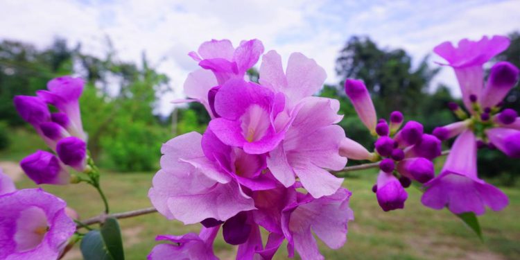 A planta trepadeira que protege, perfuma e é fácil de cultivar