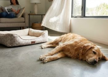 Parece inofensivo, mas deixar seu cão dormir no chão pode custar caro para a saúde dele