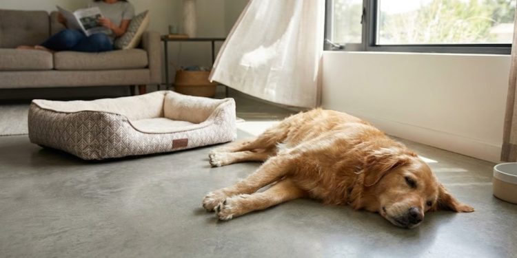 Parece inofensivo, mas deixar seu cão dormir no chão pode custar caro para a saúde dele