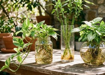 Essas 3 plantas crescem na água e são a salvação para quem não tem tempo de cuidar do jardim