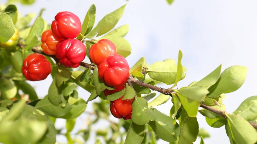 árvores frutíferas