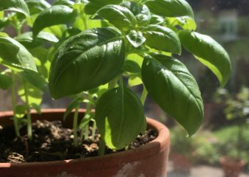Essa planta perfuma a casa, tempera comida e ainda espanta mosquito