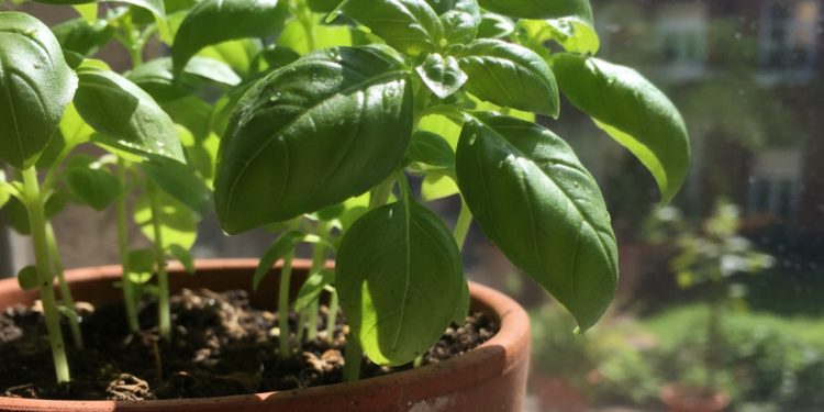 Essa planta perfuma a casa, tempera comida e ainda espanta mosquito