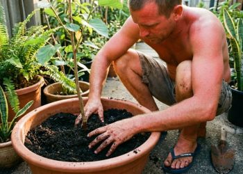 Essa árvore dá fruta o ano todo, sua folha serve como chá e cabe até em um vaso