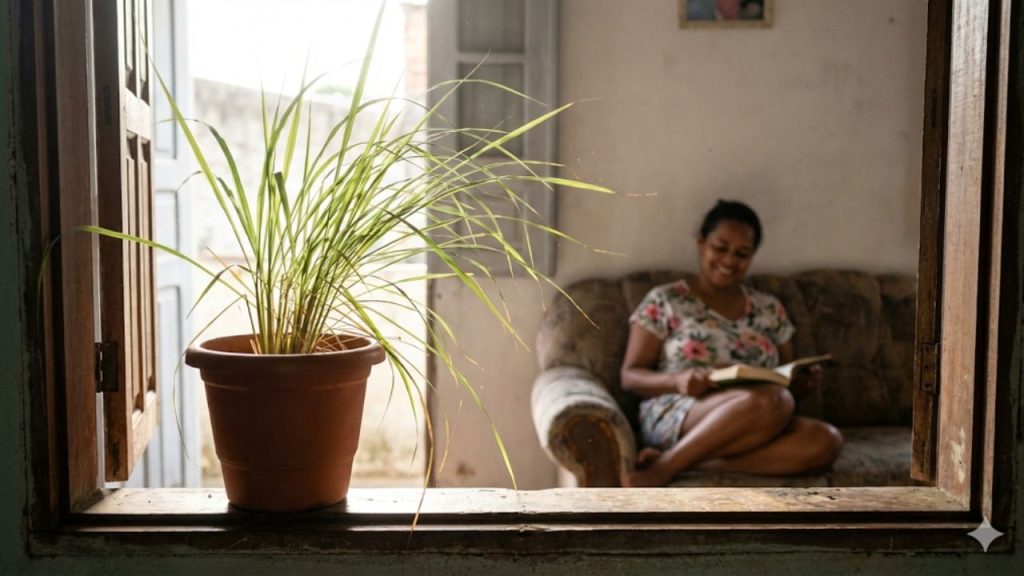 Essa planta rende chá, repele insetos e ainda deixa a casa mais cheirosa