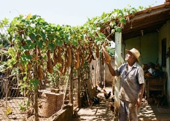Essa esponja vegetal cresce no quintal e ainda alivia seu bolso na hora de comprar buxa
