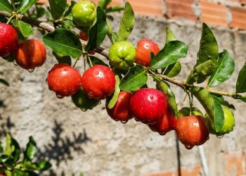 Essa arvore cresce em vaso, aguenta o sol forte e produz fruta o ano inteiro