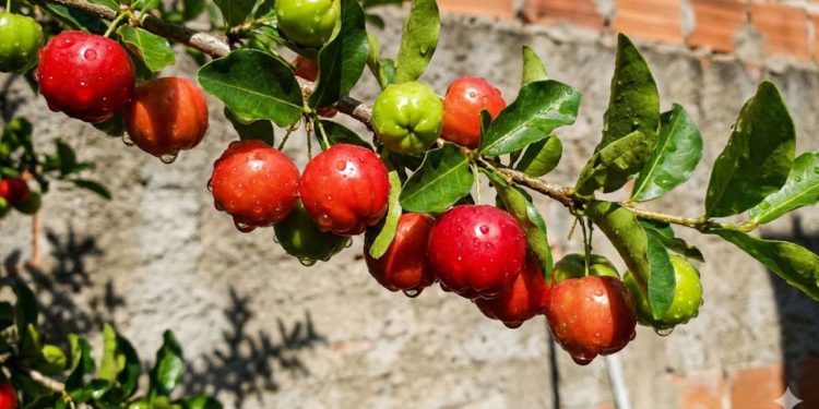 Essa arvore cresce em vaso, aguenta o sol forte e produz fruta o ano inteiro