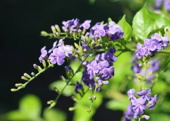 A planta que mistura flores violetas e frutos dourados para transformar o verão