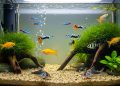 Cinco raças de peixes que garantem um aquário colorido e sem dor de cabeça