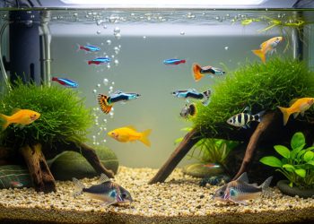 Cinco raças de peixes que garantem um aquário colorido e sem dor de cabeça
