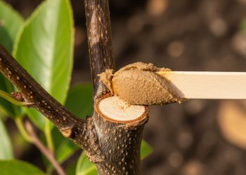 A receita caseira que cria uma barreira protetora em podas e salva plantas de infecções