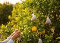 Pare de jogar saquinhos de chá no lixo e use no limoeiro para ter frutos incríveis