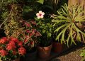 Esqueça plantas murchas: estas 4 plantas adoram o sol forte e florescem muito na estação