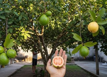 As 4 plantas que adoram o verão e deixam qualquer jardim mais colorido e cheio de vida