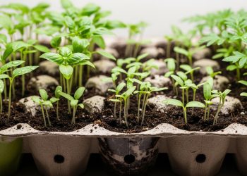Pare de perder sementes: aprenda a técnica correta para criar mudas resistentes para o seu jardim