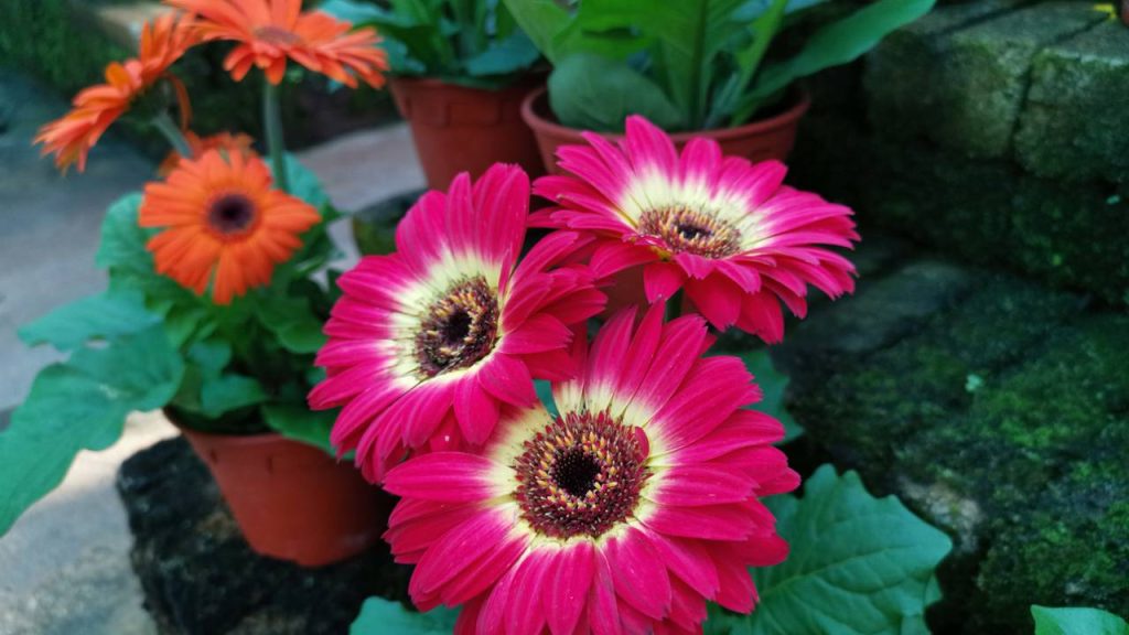 A planta que floresce 365 dias por ano e cresce bem em vasos
