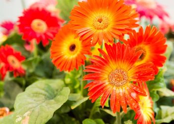 Esta planta de cores vibrantes é a salvação para quem quer um jardim que nunca murcha