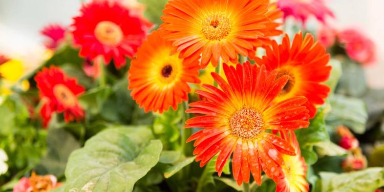 Esta planta de cores vibrantes é a salvação para quem quer um jardim que nunca murcha