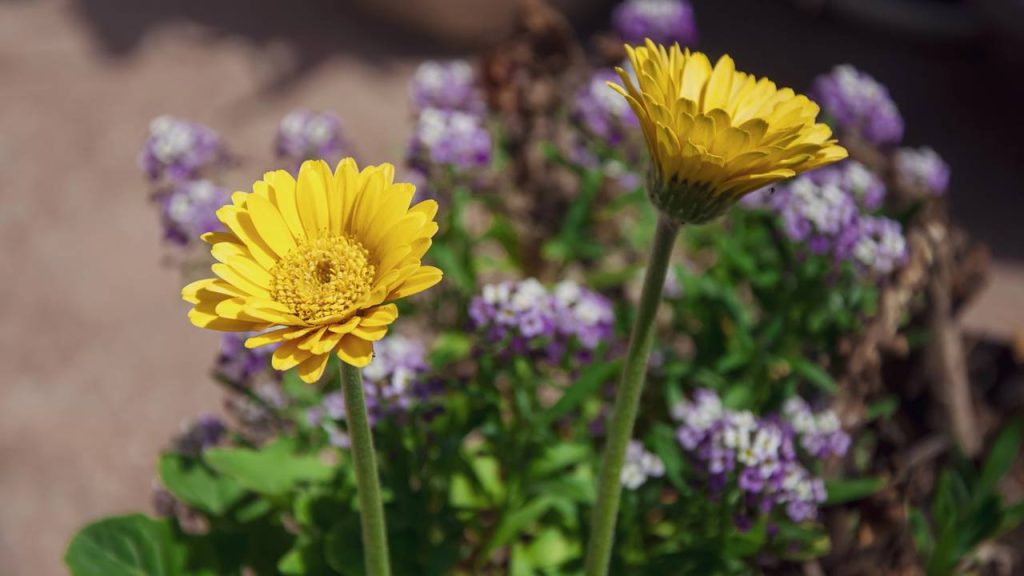 A planta que floresce 365 dias por ano e cresce bem em vasos