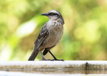 O que significa quando um sabiá canta perto de sua casa?