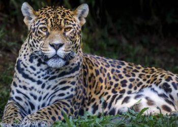 Genialidade nacional: 8 animais que provam que o brasileiro é o melhor em dar nomes