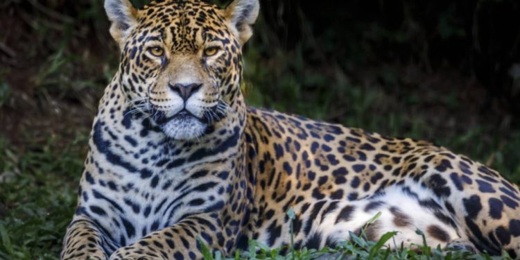 Esses nomes de bicho fogem da ciência complicada e apostam no humor, descrevendo exatamente o que o animal faz, parece ou come, com uma sinceridade que só a nossa cultura possui - Créditos: depositphotos.com / FP468189