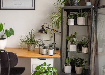 Se você mora em apartamento pequeno, essa planta de folhas redondas vai salvar sua decoração