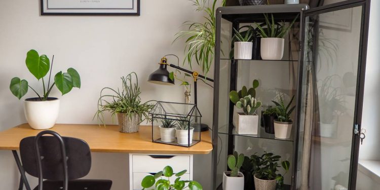 Se você mora em apartamento pequeno, essa planta de folhas redondas vai salvar sua decoração