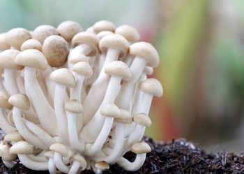Aprenda o passo a passo para cultivar cogumelos comestíveis em casa