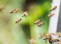 Fumaça caseira para afastar abelhas: o método natural que intriga