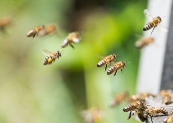 Fumaça caseira para afastar abelhas: o método natural que intriga