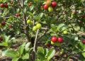 Essa fruta tem muito mais vitamina C, é fácil de plantar e uma grande aliada para sua saúde
