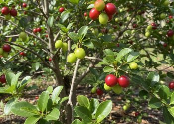 Essa fruta tem muito mais vitamina C, é fácil de plantar e uma grande aliada para sua saúde
