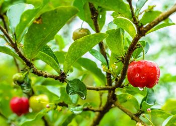 6 árvores frutíferas rápidas que entregam colheita em tempo recorde