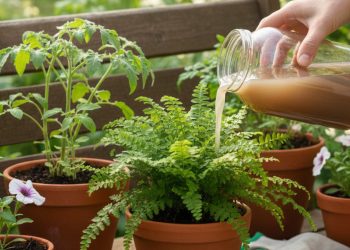 Água de molho do feijão e lentilha como adubo natural para plantas em vasos e jardim