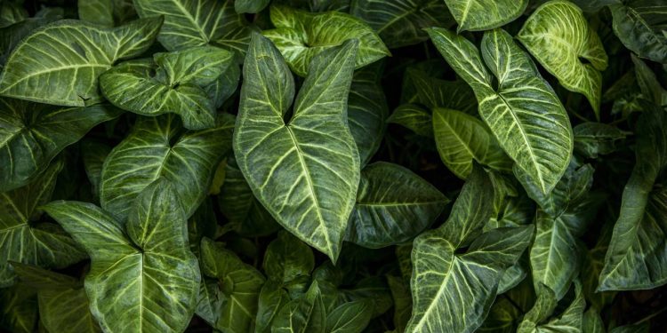 A planta de folhas gigantes que virou febre por transformar a sala em uma floresta tropical