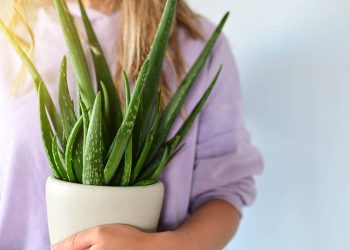 Essa planta medicinal sobrevive à falta de luz e ainda cuida da saúde da sua família