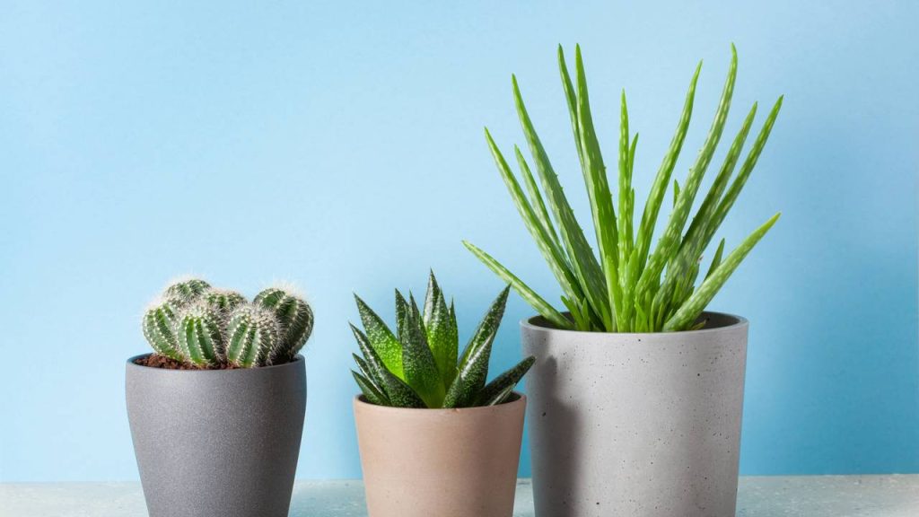 Pouca luz na sala? Essa planta cresce fácil e ainda faz bem para a sua saúde