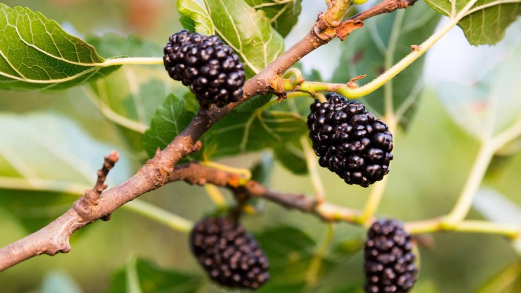 As árvores frutíferas perfeitas para iniciantes plantarem em casa
