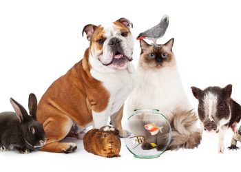 Qual animal você seria segundo a sua data de nascimento?